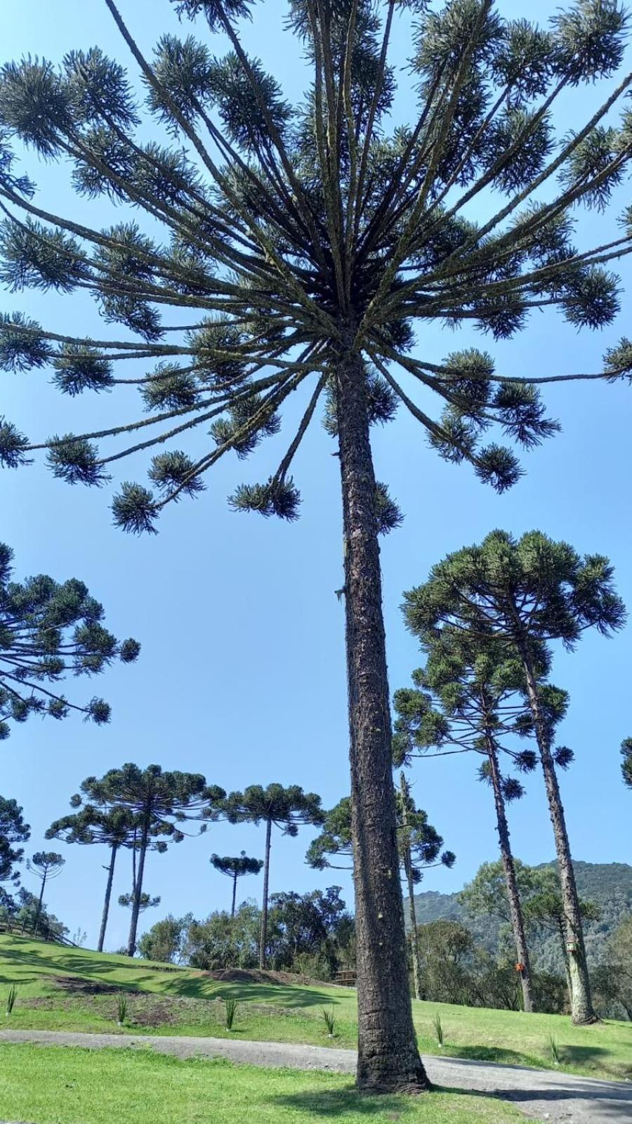 Casa De Campo Quinta Do Vale - Familia Urubici Zewnętrze zdjęcie
